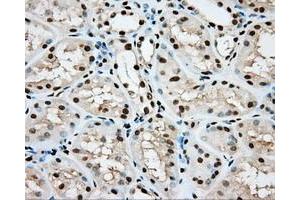 Image no. 6 for anti-Aryl Hydrocarbon Receptor Nuclear Translocator (ARNT) antibody (ABIN1496729) (ARNT 抗体)