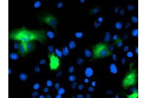 Anti-CAPN9 mouse monoclonal antibody (ABIN2455181) immunofluorescent staining of COS7 cells transiently transfected by pCMV6-ENTRY CAPN9 (RC215171). (Calpain 9 抗体)