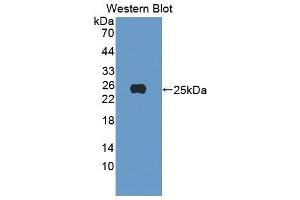Western Blotting (WB) image for anti-Peroxiredoxin 4 (PRDX4) (AA 14-258) antibody (ABIN1176486) (Peroxiredoxin 4 抗体  (AA 14-258))