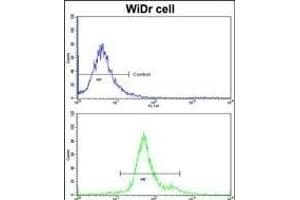 Flow cytometric analysis of widr cells using GSTP1 Antibody (C-term)(bottom histogram) compared to a negative control cell (top histogram)FITC-conjugated goat-anti-rabbit secondary antibodies were used for the analysis. (GSTP1 抗体  (C-Term))