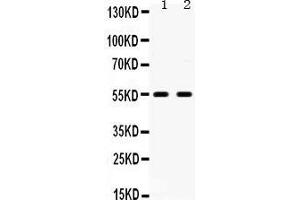 Observed bind size: 54KD (Serotonin Receptor 2B 抗体  (C-Term))