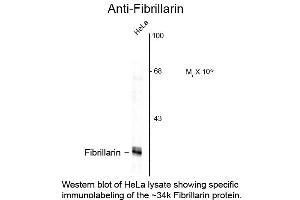 Western Blot of Anti-Fibrillarin (Mouse) Antibody - 200-301-D39 Western Blot of Anti-Fibrillarin (Mouse) Antibody.