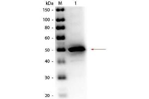 Western Blot of Rabbit anti-Alkaline Phosphatase (E. (Alkaline Phosphatase 抗体  (HRP))