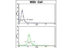 Flow cytometric analysis of WiDr cells using DDX53 Antibody (C-term)(bottom histogram) compared to a negative control cell (top histogram). (DDX53 抗体  (C-Term))