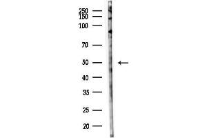 Western blot analysis of lysates from PC12 cells(starvation 24h treatment), using CPE Antibody at 1/1000 dilution.