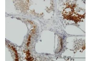 Image no. 1 for anti-Glyceraldehyde-3-Phosphate Dehydrogenase, Spermatogenic (GAPDHS) (AA 1-409) antibody (ABIN466196) (GAPDHS 抗体  (AA 1-409))