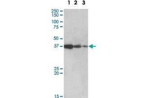 PPP2R4 polyclonal antibody  (0.