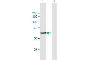 Western Blot analysis of POLS expression in transfected 293T cell line by POLS MaxPab polyclonal antibody. (PAP Associated Domain Containing 7 (PAPD7) (AA 1-542) 抗体)