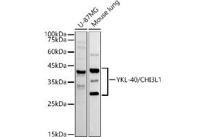 Western blot analysis of extracts of various cell lines, using YKL-40/CHI3L1 antibody (ABIN7266328) at 1:1000 dilution. (CHI3L1 抗体)