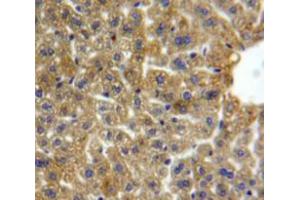 IHC-P analysis of Liver tissue, with DAB staining. (Lipase A 抗体  (AA 32-201))