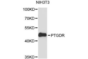 Western blot analysis of extracts of NIH/3T3 cells, using PTGDR antibody (ABIN6293502) at 1:3000 dilution. (PTGDR 抗体)