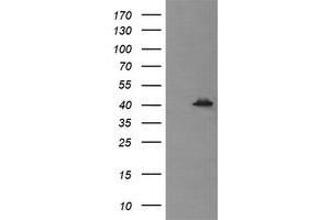 Image no. 2 for anti-Mitogen-Activated Protein Kinase 13 (MAPK13) antibody (ABIN1499953) (MAPK13 抗体)