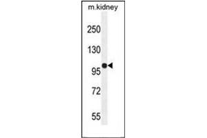 Western blot analysis of KIAA1324L Antibody (N-term) in mouse kidney tissue lysates (35ug/lane). (KIAA1324-Like 抗体  (N-Term))