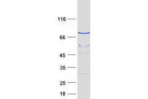 Western Blotting (WB) image for Cell Division Cycle 16 Homolog (S. Cerevisiae) (CDC16) (Transcript Variant 2) protein (Myc-DYKDDDDK Tag) (ABIN2713829)