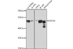 Western blot analysis of extracts of various cell lines, using GSK3α antibody (ABIN1680131, ABIN3015275, ABIN3015276 and ABIN6213918) at 1:1000 dilution. (GSK3 alpha 抗体  (AA 409-483))