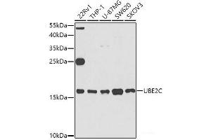 Western blot analysis of extracts of various cell lines using UBE2C Polyclonal Antibody at dilution of 1:1000. (UBE2C 抗体)