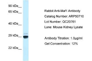 WB Suggested Anti-Maf1 Antibody   Titration: 1. (MAF1 抗体  (N-Term))