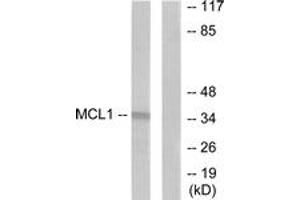 Western blot analysis of extracts from HuvEc cells, using MCL1 Antibody. (MCL-1 抗体  (AA 91-140))