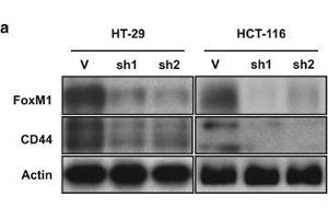 Western Blotting (WB) image for anti-CD44 (CD44) antibody (ABIN2855292)