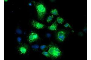 Anti-NPTN mouse monoclonal antibody (ABIN2455582) immunofluorescent staining of COS7 cells transiently transfected by pCMV6-ENTRY NPTN (RC210326). (NPTN 抗体)