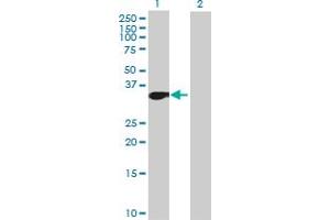 Western Blot analysis of MLLT6 expression in transfected 293T cell line by MLLT6 MaxPab polyclonal antibody. (MLLT6 抗体  (AA 1-325))