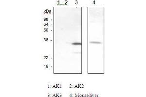 The recombinant human Ak isozymes (Ak1, Ak2, Ak3) and mouse liver were resolved by SDS-PAGE, transferred to PVDF membrane and probed with anti-Ak3 antibody (1:1,000). (Adenylate Kinase 3 抗体)