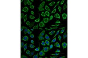 Immunofluorescence (IF) image for anti-B-Cell CLL/lymphoma 2 (BCL2) (AA 1-100) antibody (ABIN7265812)