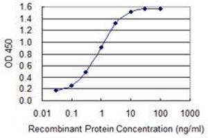 Detection limit for recombinant GST tagged LETM1 is 0. (LETM1 抗体  (AA 601-708))