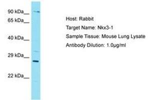 Image no. 1 for anti-NK3 Homeobox 1 (NKX3-1) (AA 90-139) antibody (ABIN6750263) (NKX3-1 抗体  (AA 90-139))