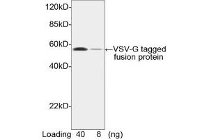 Image no. 2 for anti-VSV-G Epitope Tag antibody (ABIN294543)