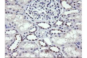 Image no. 1 for anti-Mdm4-binding Protein (MDM4) antibody (ABIN1499354) (MDM4-binding Protein 抗体)