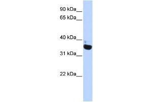 WB Suggested Anti-OR13C5 Antibody Titration:  0. (OR13C5 抗体  (N-Term))