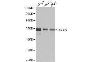 Western blot analysis of extracts of various cell lines, using RBBP7 antibody. (RBBP7 抗体  (AA 1-230))