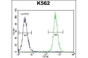 KRT25 Antibody (C-term) (ABIN655199 and ABIN2844814) flow cytometric analysis of K562 cells (right histogram) compared to a negative control cell (left histogram). (Keratin 25 抗体  (C-Term))