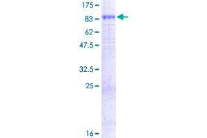 SLC7A1 Protein (AA 1-629) (GST tag)