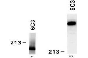Western Blotting (WB) image for anti-Laminin, alpha 4 (LAMa4) antibody (ABIN781770) (LAMa4 抗体)