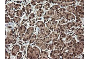 Image no. 6 for anti-Proline Synthetase Co-Transcribed (PROSC) antibody (ABIN1500440)