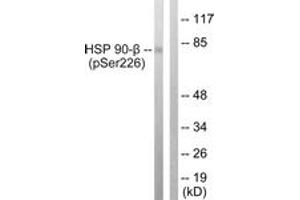 Western blot analysis of extracts from A549 cells treated with serum 20% 15', using HSP90B (Phospho-Ser226) Antibody. (HSP90AB1 抗体  (pSer226))