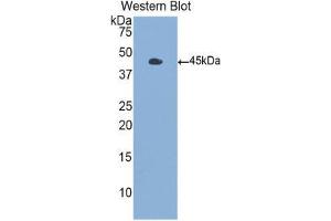 Western Blotting (WB) image for anti-Colony Stimulating Factor 2 (Granulocyte-Macrophage) (CSF2) (AA 18-144) antibody (ABIN3209613) (GM-CSF 抗体  (AA 18-144))