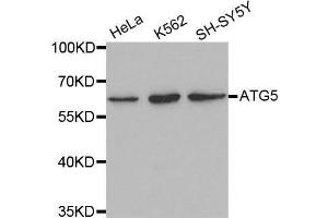 Western blot analysis of extracts of various cell lines, using ATG5 antibody. (ATG5 抗体  (AA 1-275))