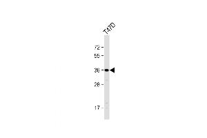 Western Blotting (WB) image for anti-Olfactory Receptor, Family 4, Subfamily D, Member 11 (OR4D11) (AA 284-311), (C-Term) antibody (ABIN5538605)