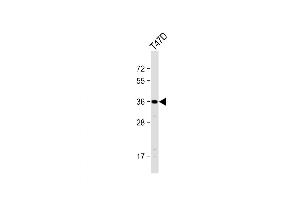 Western Blot at 1:1000 dilution + T47D whole cell lysate Lysates/proteins at 20 ug per lane. (OR4D11 抗体  (C-Term))