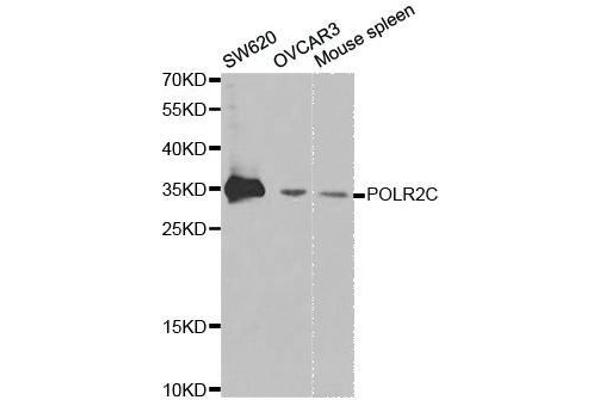 POLR2C 抗体  (AA 1-275)