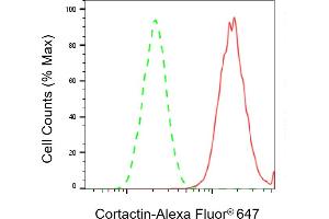 anti-Cortactin (CTTN) antibody