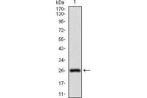 Western blot analysis using NT5E mAb against human NT5E (AA: 30-250) recombinant protein.