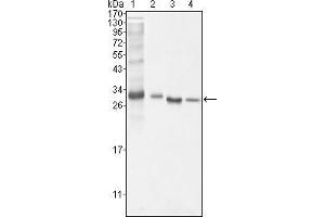 Western Blot showing BCL10 antibody used against NIH/3T3 (1), Hela (2), MCF-7 (3) and Jurkat (4) cell lysate. (BCL10 抗体)