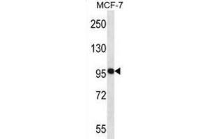 Western Blotting (WB) image for anti-Neural Precursor Cell Expressed, Developmentally Down-Regulated 9 (NEDD9) antibody (ABIN2998097) (NEDD9 抗体)