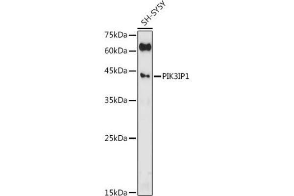 PIK3IP1 抗体  (AA 24-160)