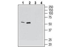 Western blot analysis of mouse  microglia cell line lysate (lanes 1 and 3) and mouse J774 macrophage cell line lysate (lanes 2 and 4):1, 2. (Chemokine (C-X3-C Motif) Receptor 1 (CX3CR1) Peptide)
