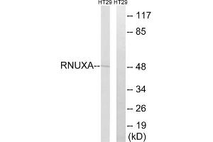Western blot analysis of extracts from HT-29 cells, using RNUXA antibody. (PHAX 抗体  (Internal Region))